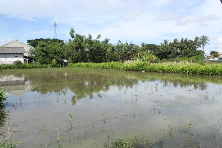 Dampak Cuaca Buruk Harga Cabai Melonjak Drastis