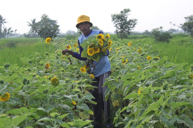 Kurangnya Perhatian Pemerintah Kabupaten Tangerang Kepada Petani Bunga