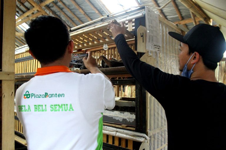 Sinergitas PT. ABM Plaza Banten Dengan Peternak Ayam