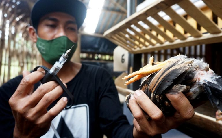 Cegah Penyakit Snot Pada Ayam di Musim Pancaroba