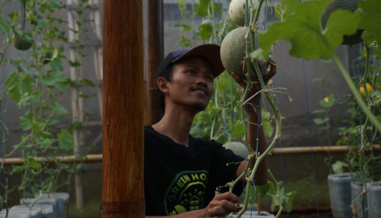 petani milenial sedang memilih melon yang akan dipanen