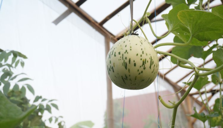 melon Dalmation siap panen