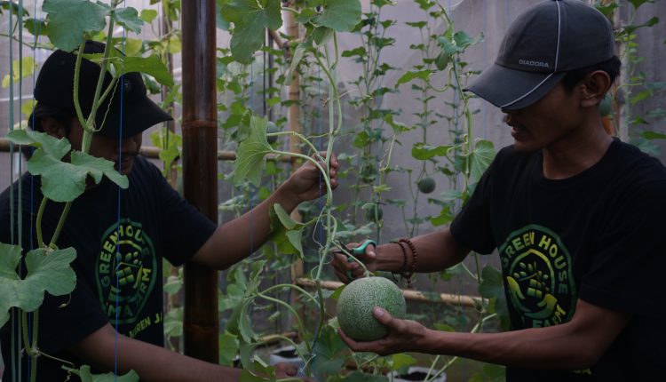 dua petani milenial sedang metik buah melon jenis melon Golden