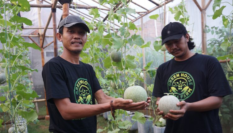 Petani Melenial mempertunjukan melon hasil panen