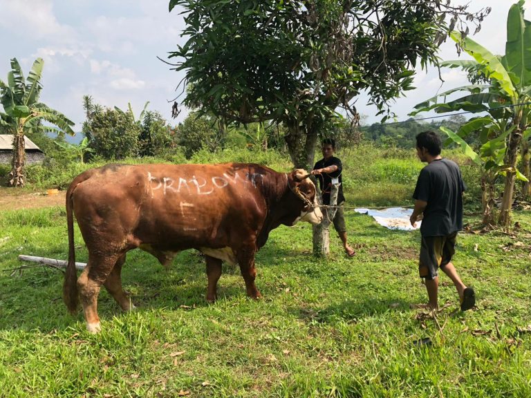 Idul Adha, Gerindra Bagikan Daging Qurban