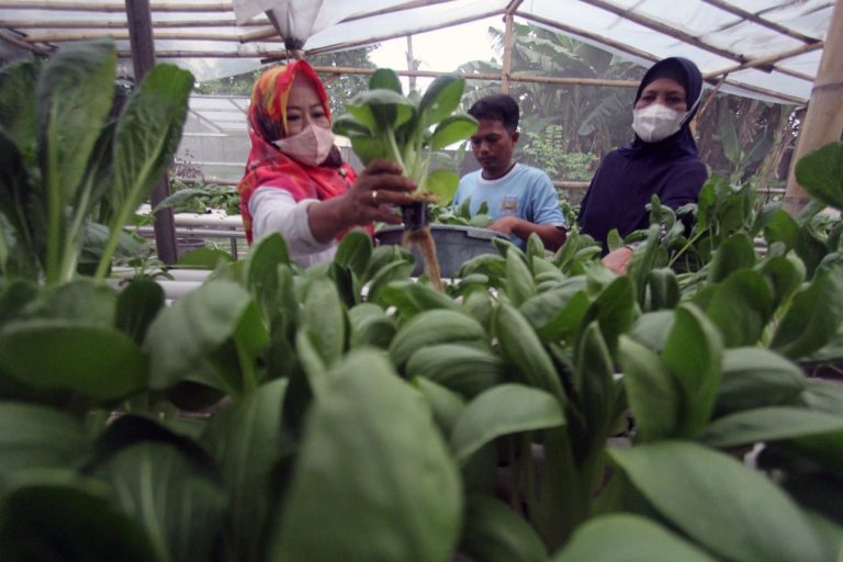 KWT Anturium Kota Tangerang Panen Sayuran