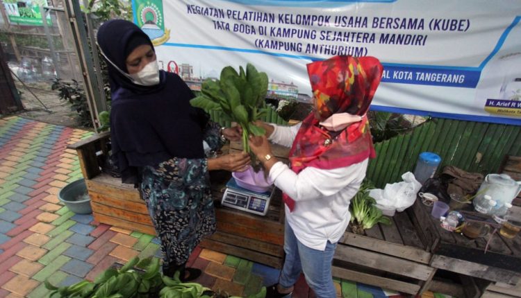 Kelompok Wanita Tani (KWT) Anturium sedang mempacking sayuran yang panen untuk dijual