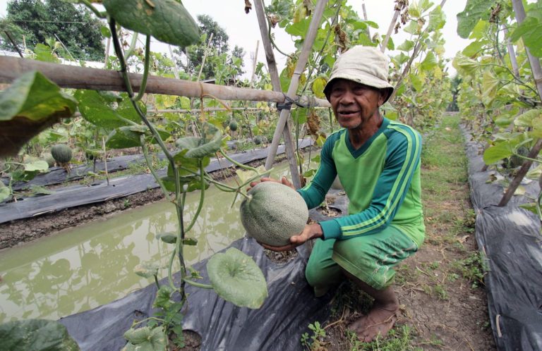 Panen Melon Ditengah Cuaca Ekstrim