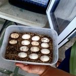 Telur kura-kura di inkubator