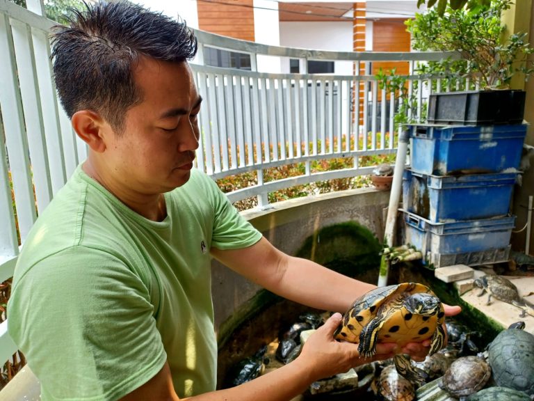 Berawal Dari Hobi, Efendi Boen Meraup Jutaan Dari Ternak Kura-Kura